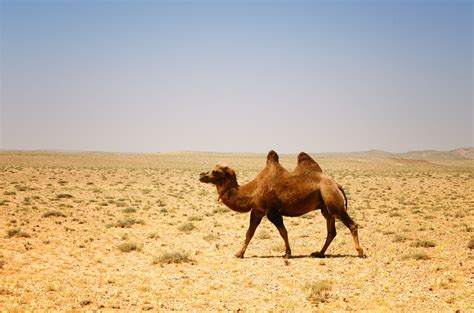 10 Curiosidades Sobre Los Camellos Hogarmania