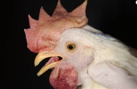 Its effects are most notable in domestic poultry due to their. USDA confirms virulent Newcastle disease in backyard ...