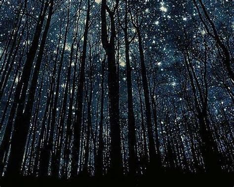 Night Forest Wallpapers Top Free Night Forest Backgrounds