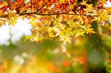 Premium Photo Maple Tree Garden In Autumn Red Maple Leaves In Autumn