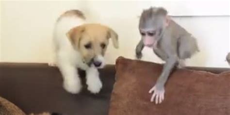 After Being Rejected By Her Mother A Baby Monkey Makes Friends With