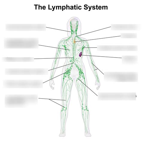 Diagram Lymphatic System Aflam Neeeak