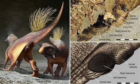 Dinosaurs Had Colourful Genitals Say Team Who Reconstructed Them Daily Mail Online