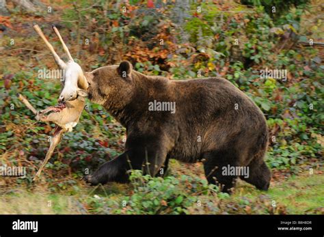 Brown Bear With Prey Ursus Arctos Stock Photo Alamy