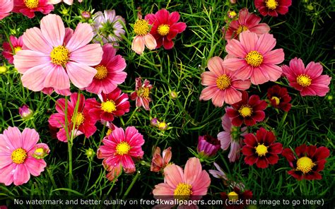 Pink Cosmos Flowers Hd Wallpaper Cosmos Flowers Flowers Online
