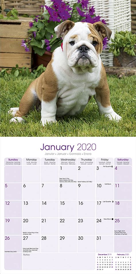 Bulldog Calendar 2020 Pet Prints Inc