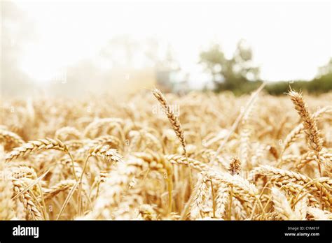 Close Up Of Grains Growing In Field Stock Photo Alamy
