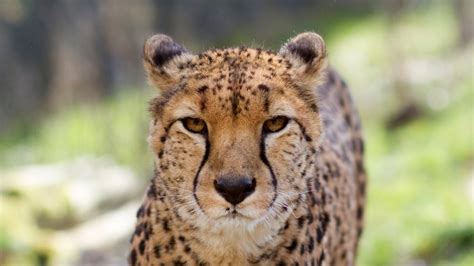 The Domestic Cat Breed Thats Most Like A Cheetah