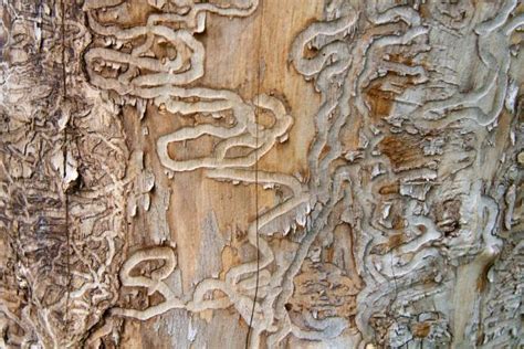 The Invasive Emerald Ash Borer Has Destroyed Millions Of Trees Scientists Aim To Control It