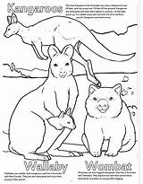 Coloring Animals Zoo Really Wallaby Song Kangaroo Coloringbook sketch template