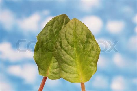 Two Green Leaves Isolated On The White Stock Image Colourbox