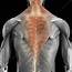 Trapezius Muscle With Skeleton Artwork  Stock Image C020/3118