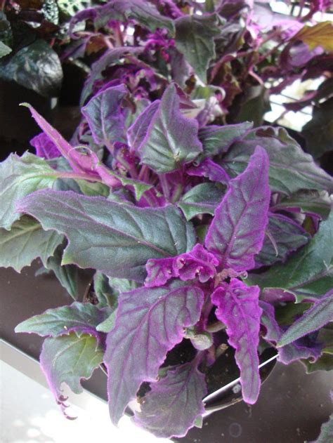 Photo Of The Entire Plant Of Purple Velvet Plant Gynura Aurantiaca