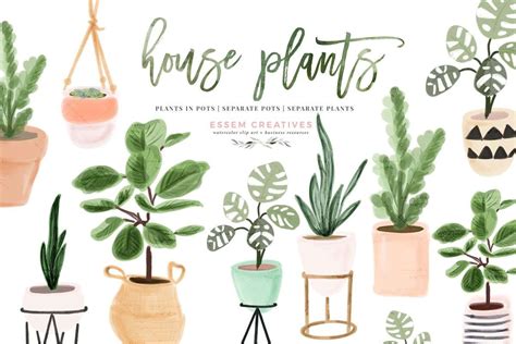 House Plants That Never Die Indoor Plant Illustrations Essem
