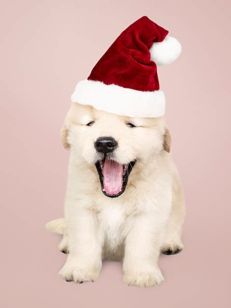 Free Photo Portrait Of A Cute Golden Retriever Puppy Wearing A Santa Hat