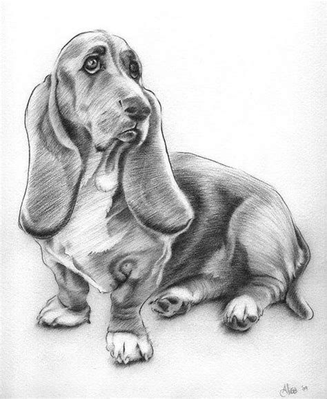 Before you draw anything else draw a vertical line that will be the middle of the dog's head and draw a horizontal line intersecting with it. Gallery For > Easy Dog Drawing In Pencil | Dog drawing ...