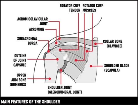 Initiates and assists deltoid in abduction of the arm and acts with rotator cuff muscles. What Are The Parts Of Your Arm Called | Coffee Tables Ideas