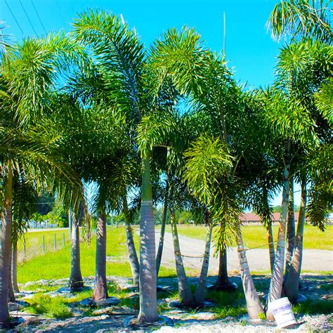 Palm Trees For Sale Pine Island | Beltran Nursery and Landscape
