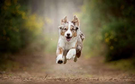 Download Wallpapers Australian Shepherd Flying Dog Bokeh Puppy Pets