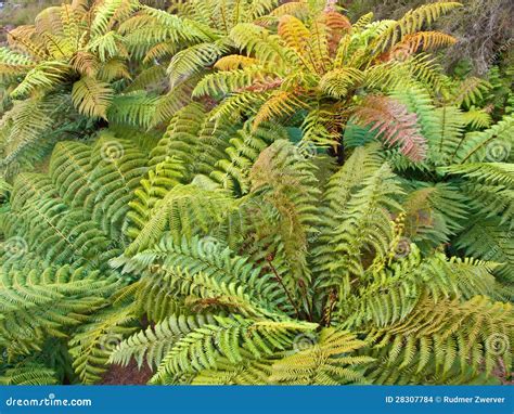 Group Of Tree Ferns Stock Photo Image Of High Tree 28307784