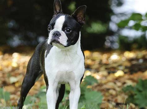 Boston Terrier Miniature Puppies For Sale Anything Terrier