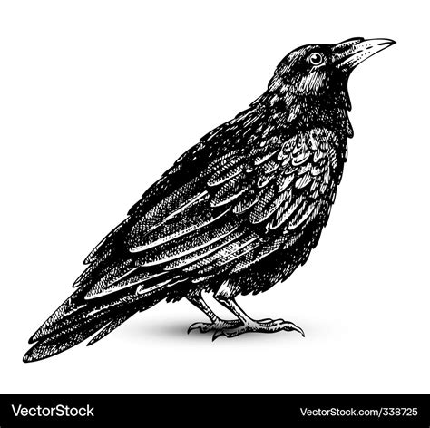 Raven Royalty Free Vector Image Vectorstock