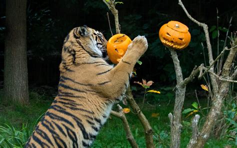 Halloween Treats At London Zoo Discover Animals
