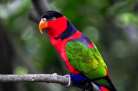 Free Download Wildlife Of The World Beautiful Parrot Wallpapers 2012