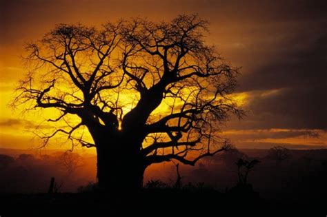 6000 Year Old Baobab Tree In Senegal Virily Baobab Tree Boabab Tree Baobab