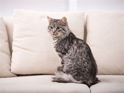 Zu viel oder unnötiges bewegen kann deiner katze große schmerzen bereiten. Katze pinkelt in die Wohnung, was tun? | Liebenswert Magazin