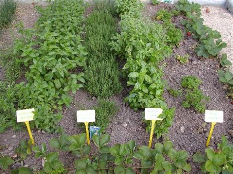 Medicinal Herb Garden What To Grow And How To Keep It