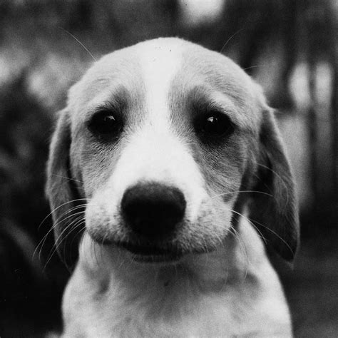 41 Best Sad Puppies Images On Pinterest Cutest Animals Baby Puppies