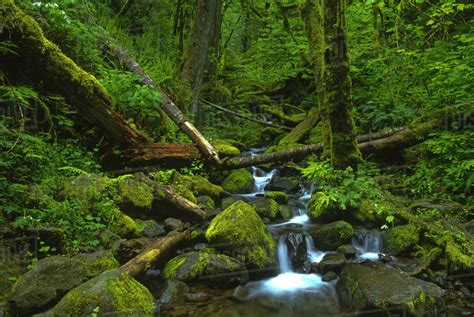 Temperate Rainforest Stream In Columbia River Gorge National Scenic