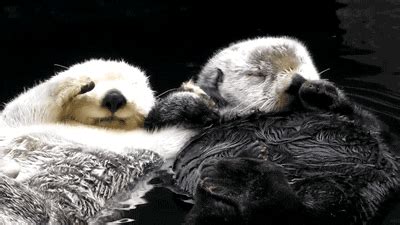 Otters Gif