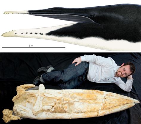 Episode #16 Walking with Whales with Bobby Boessenecker | Paleo Nerds