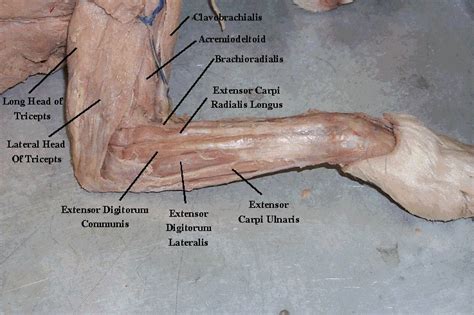 Cat Dissection Leg Muscles Labeled In 2021 Cat Anatomy Grumpy Cat