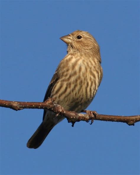 House Finch Photos Birdspix