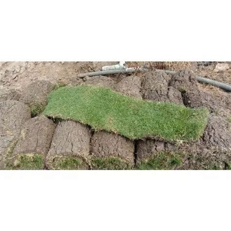 Bermuda Green Carpet Lawn Grass For Garden At Rs Square Feet In Hyderabad ID
