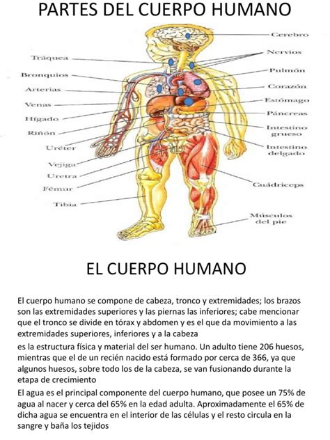 Partes Del Cuerpo Humano Pdf Pulmón Cartílago