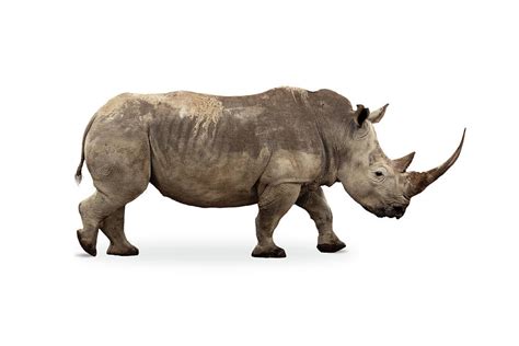 Large White Rhino Profile Big Horn Extracted Photograph By Good Focused