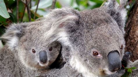 Australias Native Species Under Threat