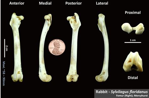 Eastern Cotton Tail Femur Osteoid Bone Identification