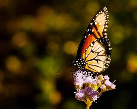 Wallpaper Nature Grass Wings Insect Flying Wildlife Flower