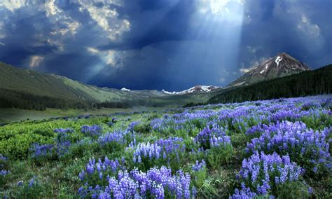 Crested Butte Wildflower Festival 2024 In Colorado Dates Crested