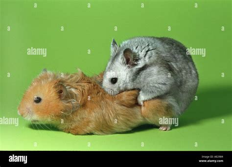Mesocricetus Hamster Mating Couple Series Pic 1 Of 3 Serie Hamster In