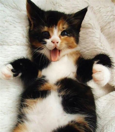Adorable Calico Kitten Cats Pinterest