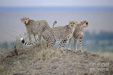 Cheetahs Photograph By John Shaw Fine Art America