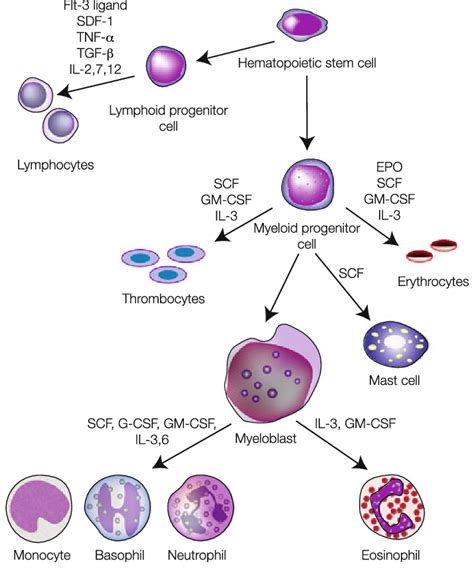 Pluripotent Hematopoietic Stem Cells Hot Sex Picture