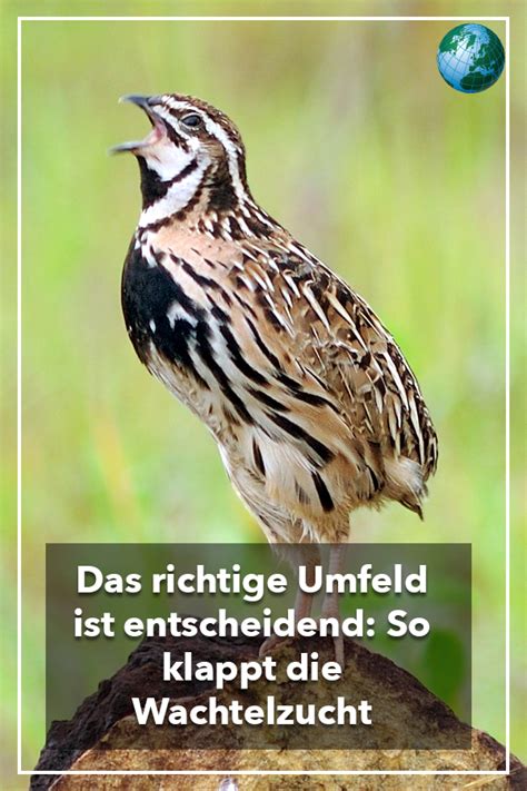 Den einen nachbarn stören selbst die fische im teich, dem anderen machen weder. Wachteln züchten - das müssen Sie beachten | Wachteln ...