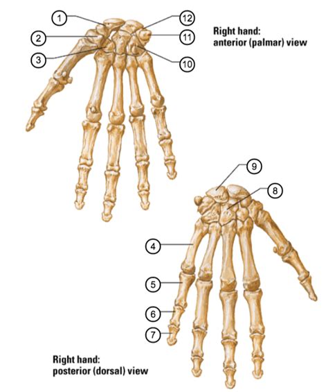 Wrist And Hand Bones Diagram Quizlet